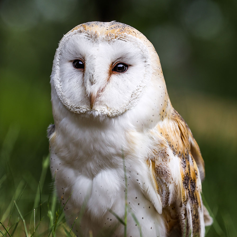 Barn Owl Survey
