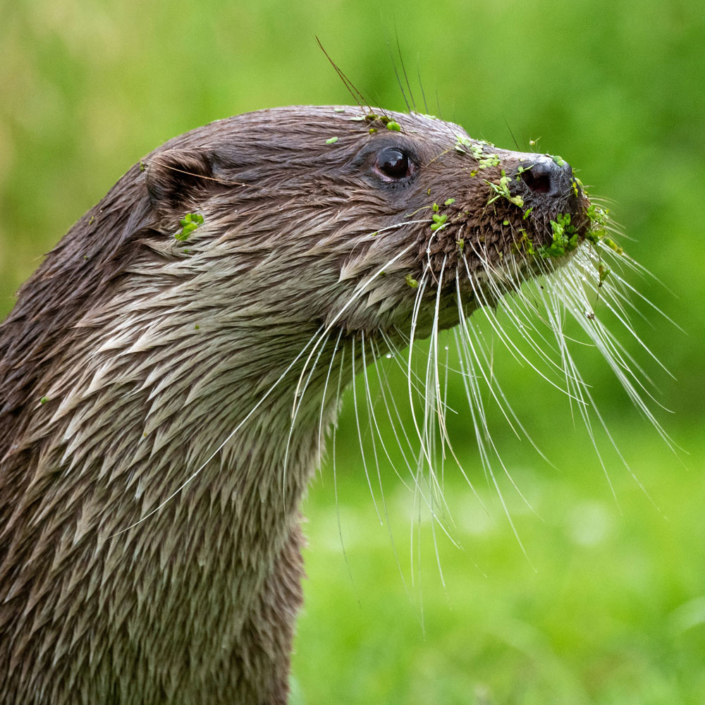 Otter Survey